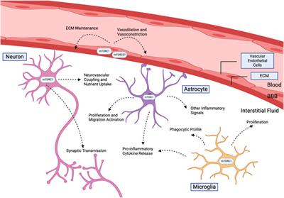 Pharmacological mTOR inhibitors in ameliorating Alzheimer’s disease: current review and perspectives